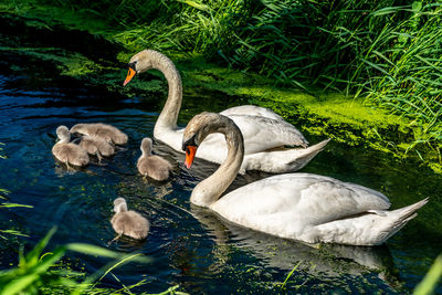Swan floating in a lake