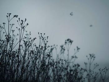 Plants growing against sky