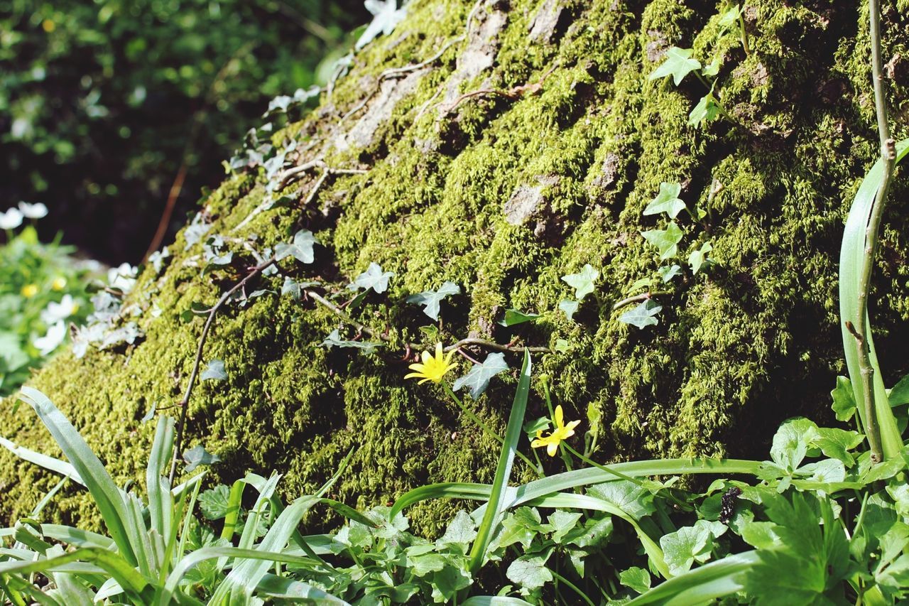 growth, tree, green color, tree trunk, plant, nature, close-up, leaf, focus on foreground, forest, beauty in nature, growing, low angle view, moss, green, day, outdoors, tranquility, freshness, no people