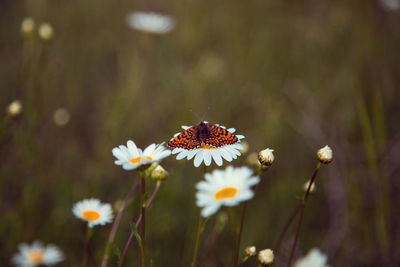 Close-up of butterfly pollinating on flower