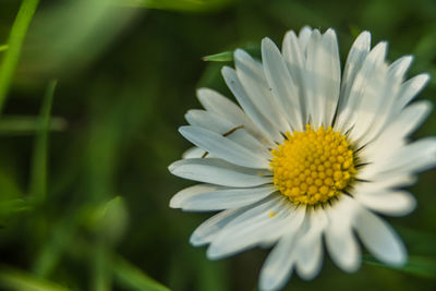 Close-up of white daisy flower