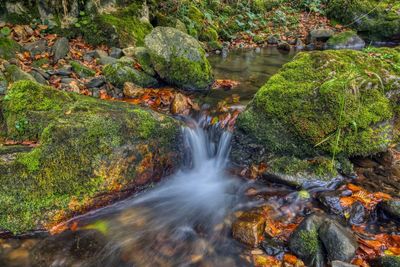 Scenic view of waterfall in forest