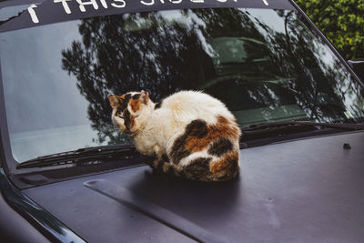 Portrait of a cat on the car roof