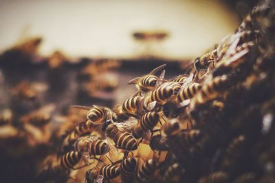 A group of bee on nest