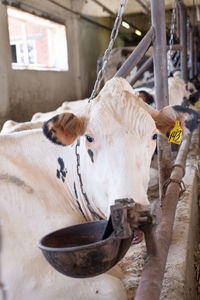 Close-up of cow in pen