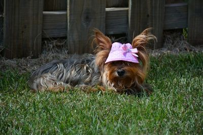 Dog relaxing on field