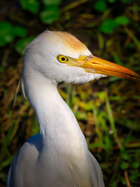 Close-up of a bird