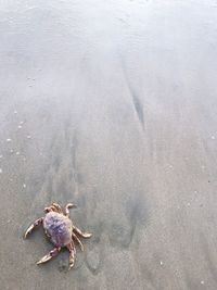 High angle view of crab on beach