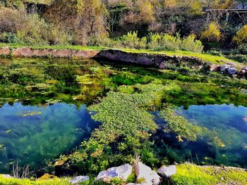 Scenic view of lake in forest