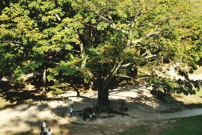 Trees growing in park