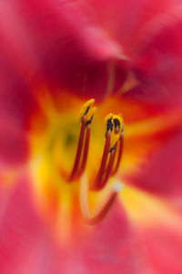 Close-up of insect on red flower