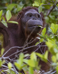 Close-up of monkey