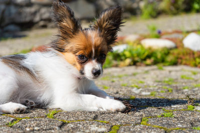 Portrait of a dog