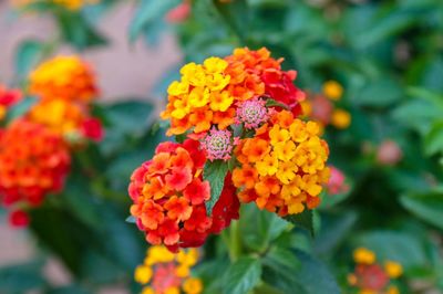 Close-up of orange flowering plants