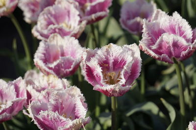 Close-up of pink flowers