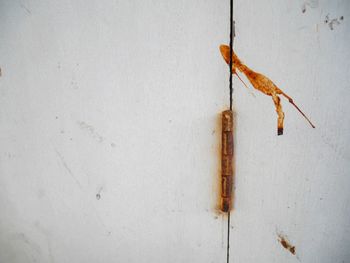 Close-up of grasshopper on wall