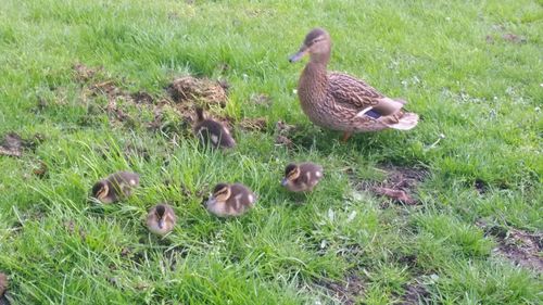 Ducks on grassy field