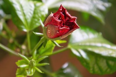 Close-up of snail on plant