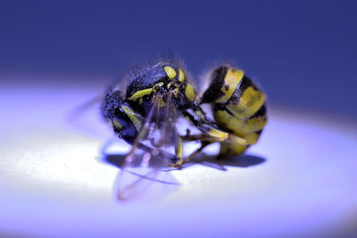 Close-up of bee pollinating on flower
