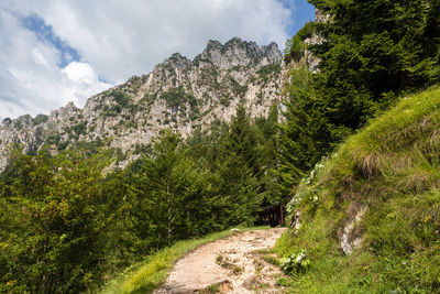 Scenic view of forest against sky