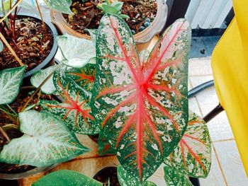 High angle view of plants in market