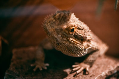 Close-up of a lizard