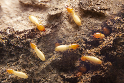 High angle view of insect on rock