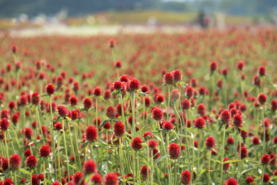 Close-up of poppy flowers growing in field