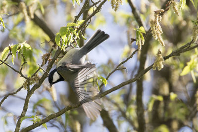 Close-up of bird on branch