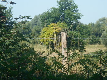 plant