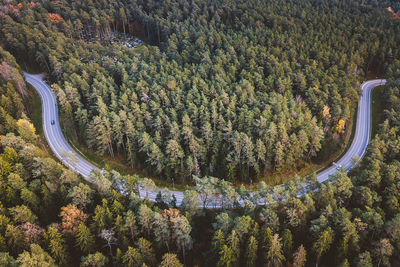 High angle view of trees on mountain