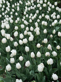 Close-up of white flowering plants on field