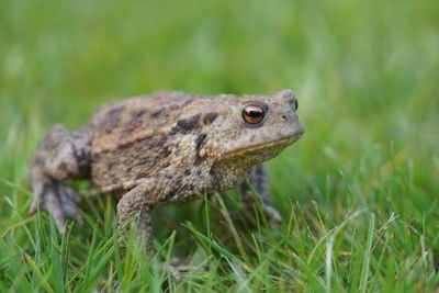 Close-up of frog on grass