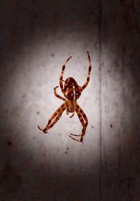 Close-up of spider on wall