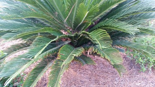 Close-up of palm tree