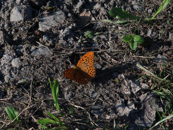 High angle view of butterfly on dry leaves on field