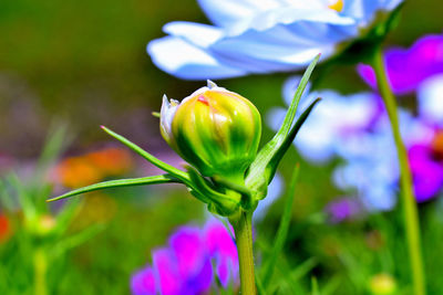 Close-up of purple flowering plant