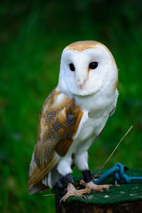 Close-up portrait of owl perching outdoors