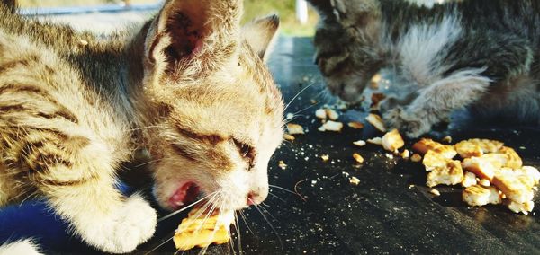 Close-up of a cat eating food