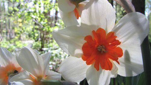 Close-up of white flower