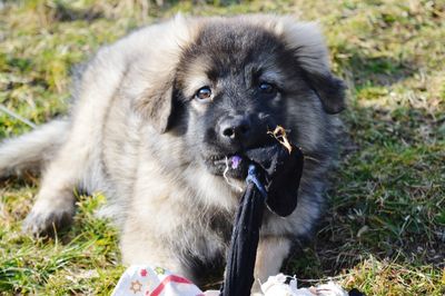 Close-up of dog on field