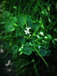 Close-up of insect on flower