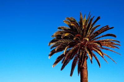 Low angle view of palm trees against clear blue sky