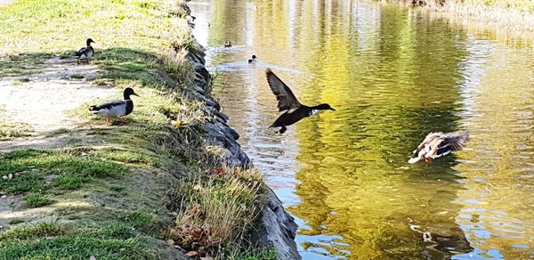 High angle view of birds in lake