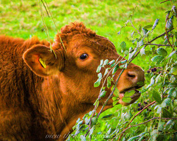 Cow in a field