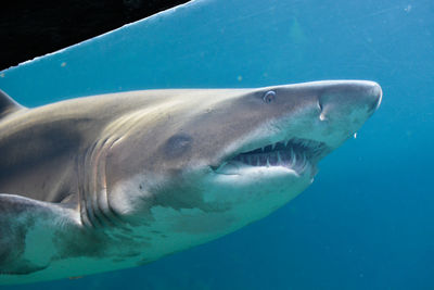 Close-up of shark swimming in sea