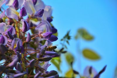 Close-up of purple flowers blooming against blue sky