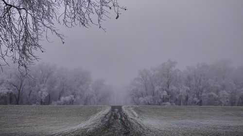 Bare trees on field by road against sky