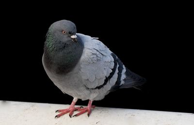 Close-up of pigeon