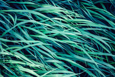 Full frame shot of grass